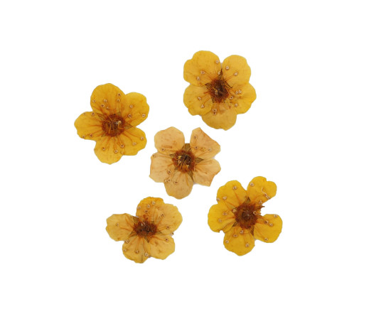 Manicurist’s color 02, Yellow