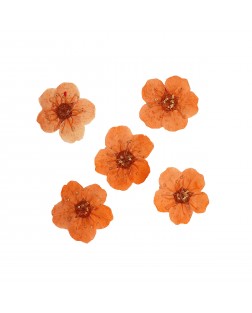 Dry color for manicure 05, orange Dry color for manicure 05, orange