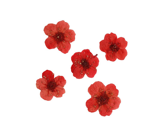 Suszone kwiaty do manicure №08, Czerwony